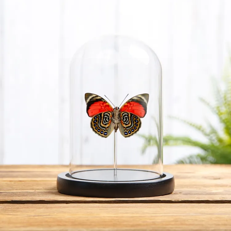 Claudina Agrias Butterfly Ventral Side In Glass Dome (Agrias claudina)
