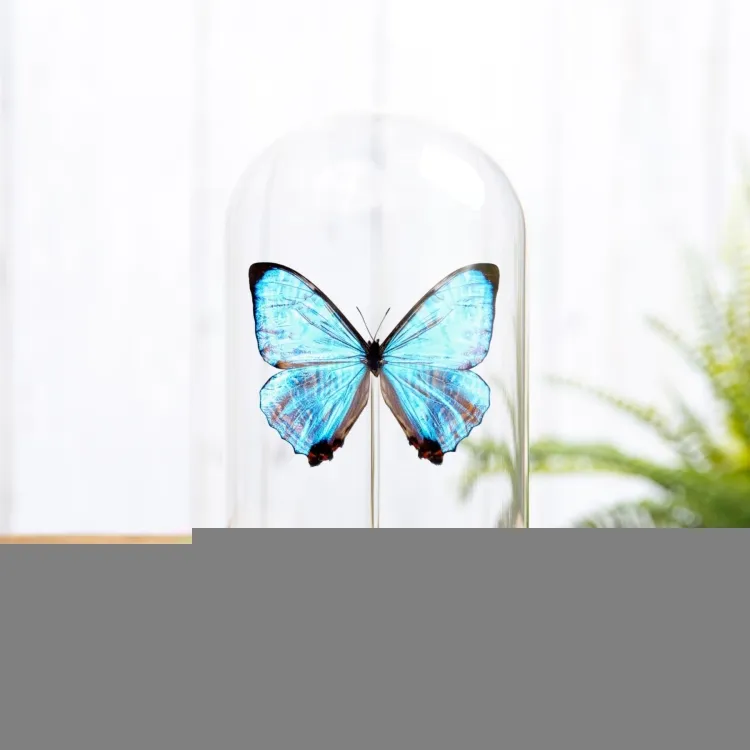 Papillon Morpho de Sulkowsky sous cloche en verre (Morpho sulkowskyi)