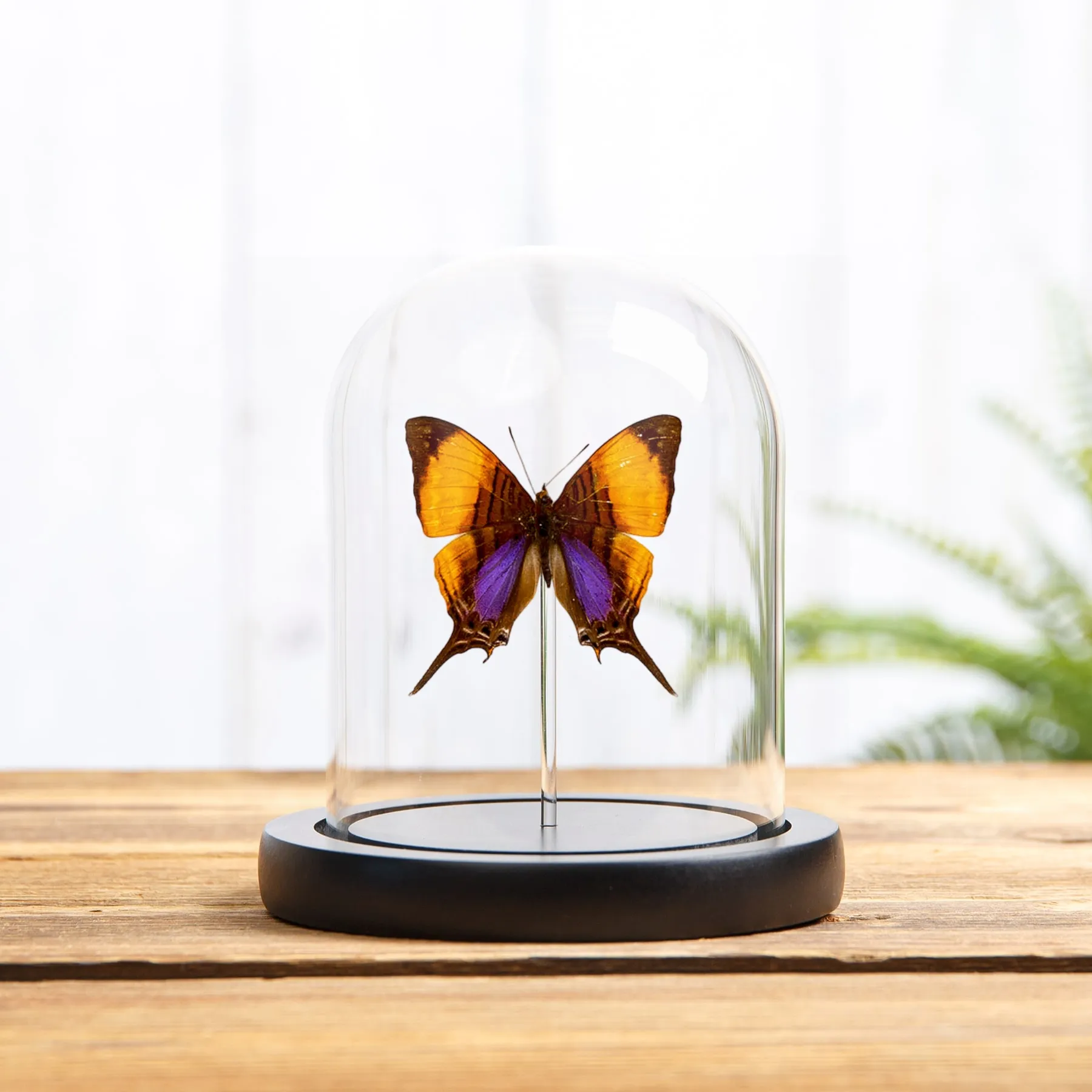 Minibeast Mariposa Daggerwing Pansy en campana de vidrio (Marpesia marcella)