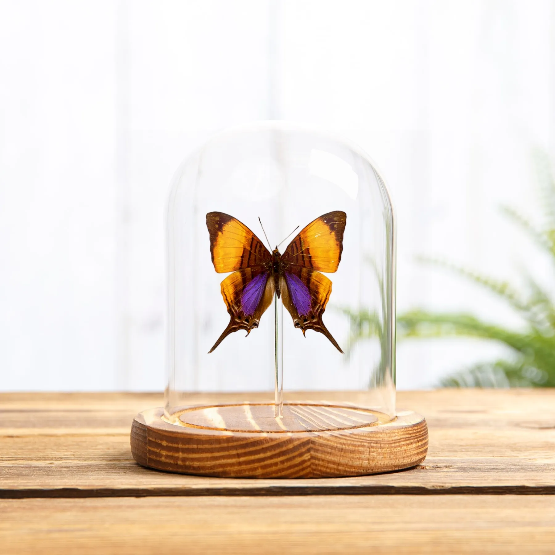 Minibeast Mariposa Daggerwing Pansy en campana de vidrio (Marpesia marcella)