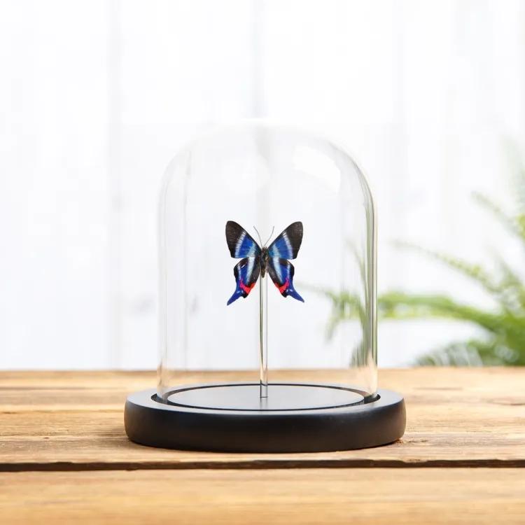 Rhetus Butterfly In Glass Dome (Rhetus dysonii caligosus)