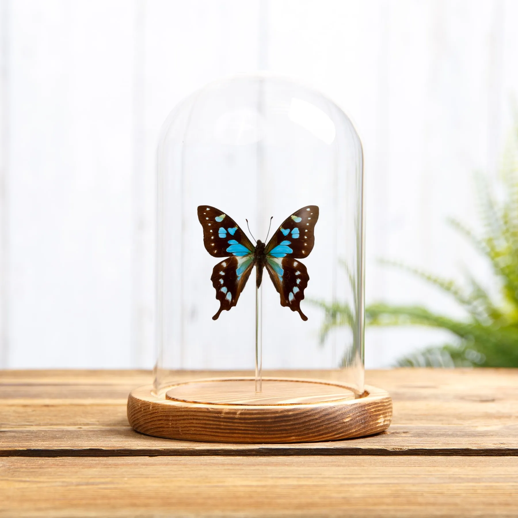 Minibeast Mariposa Tropical Azul Cola de Golondrina en campana de vidrio (Graphium stresemanni)