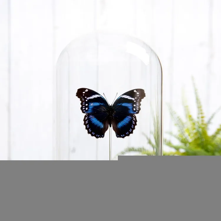 Tropischer Pinsel-Fuß-Schmetterling in einer Glasglocke (Hypolimnas antevorta)