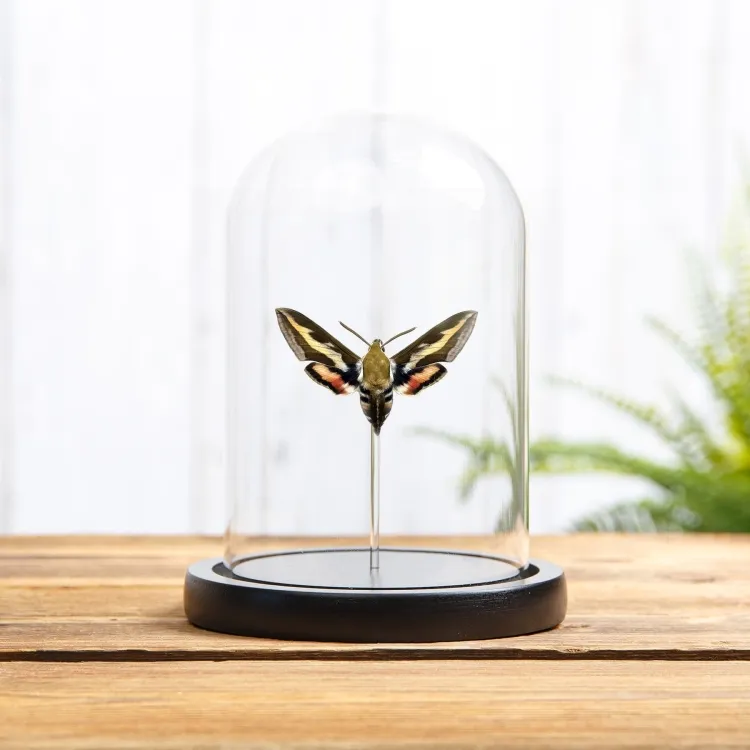 Bedstraw Hawk-moth In Glass Dome (Hyles gallii)