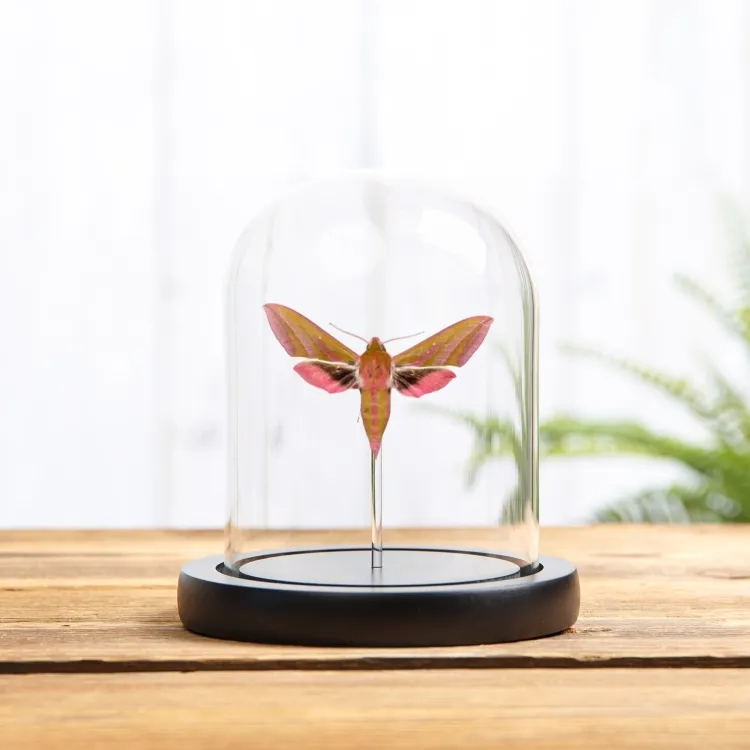 Elephant Hawk-moth In Glass Dome (Deilephila elpenor)