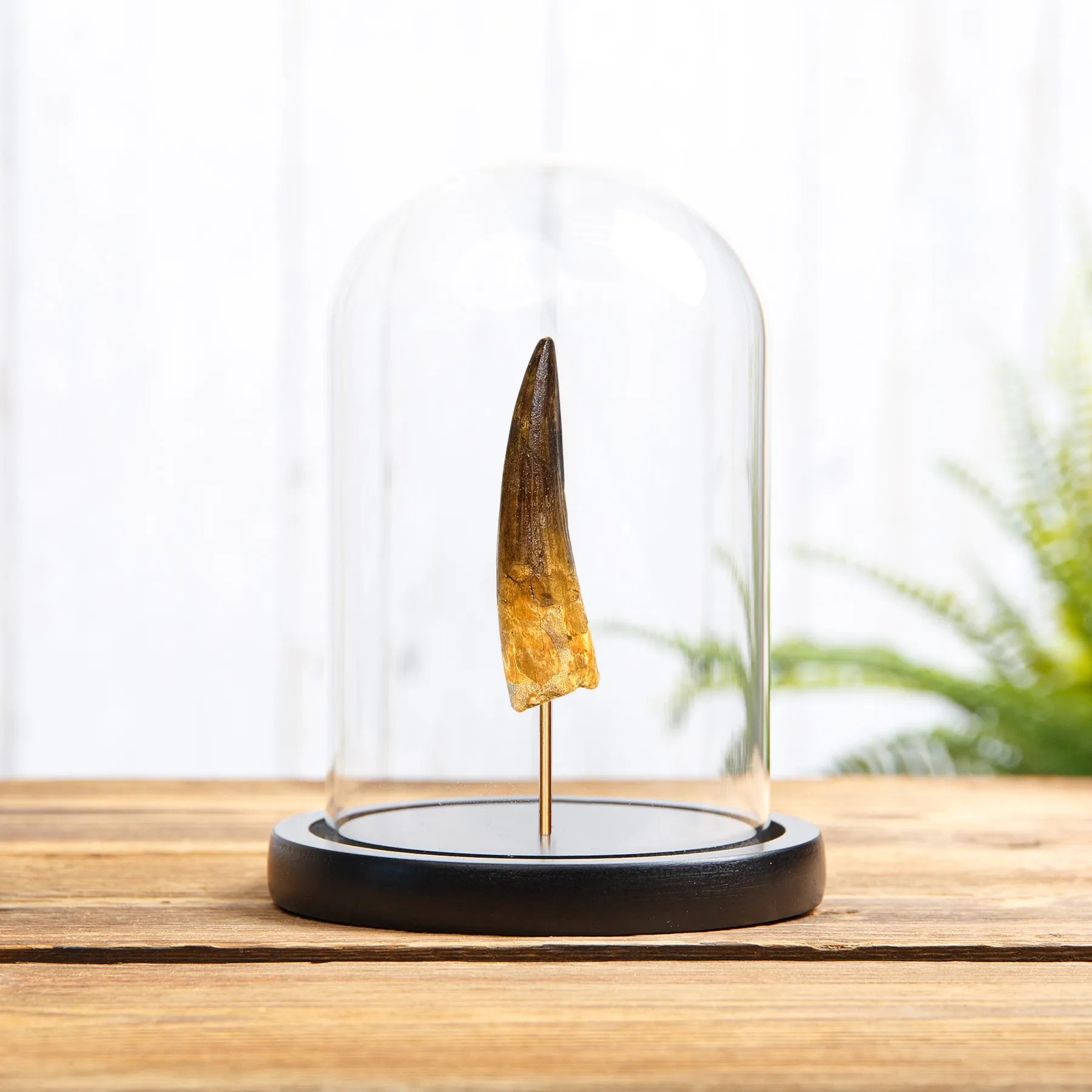 Minibeast 3 Inch Spinosaurus Dinosaur Tooth Fossil Glass Dome (Spinosaurus aegyptiacus)