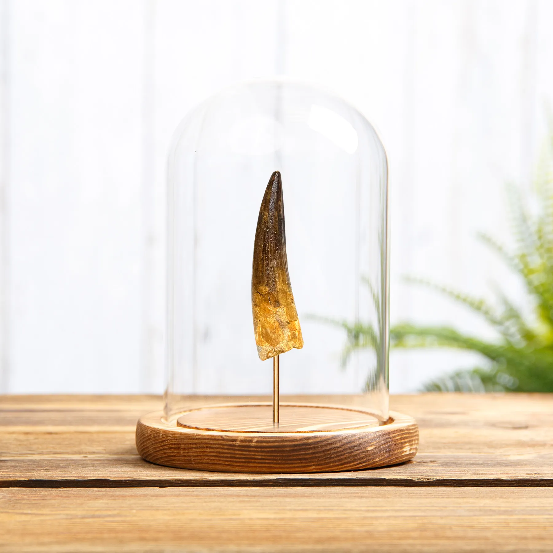 Minibeast 3 Inch Spinosaurus Dinosaur Tooth Fossil Glass Dome (Spinosaurus aegyptiacus)