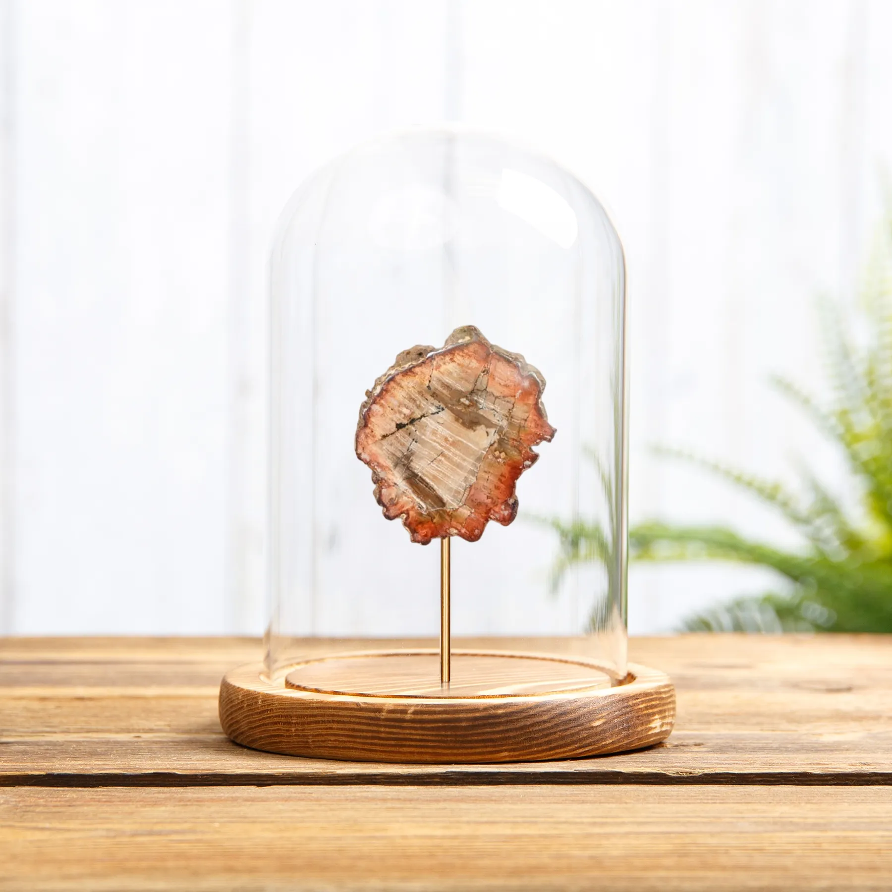 Petrified Wood In Glass Dome (Araucarioxylon arizonicum) Minibeast Petrified Wood In Glass Dome (Araucarioxylon arizonicum)