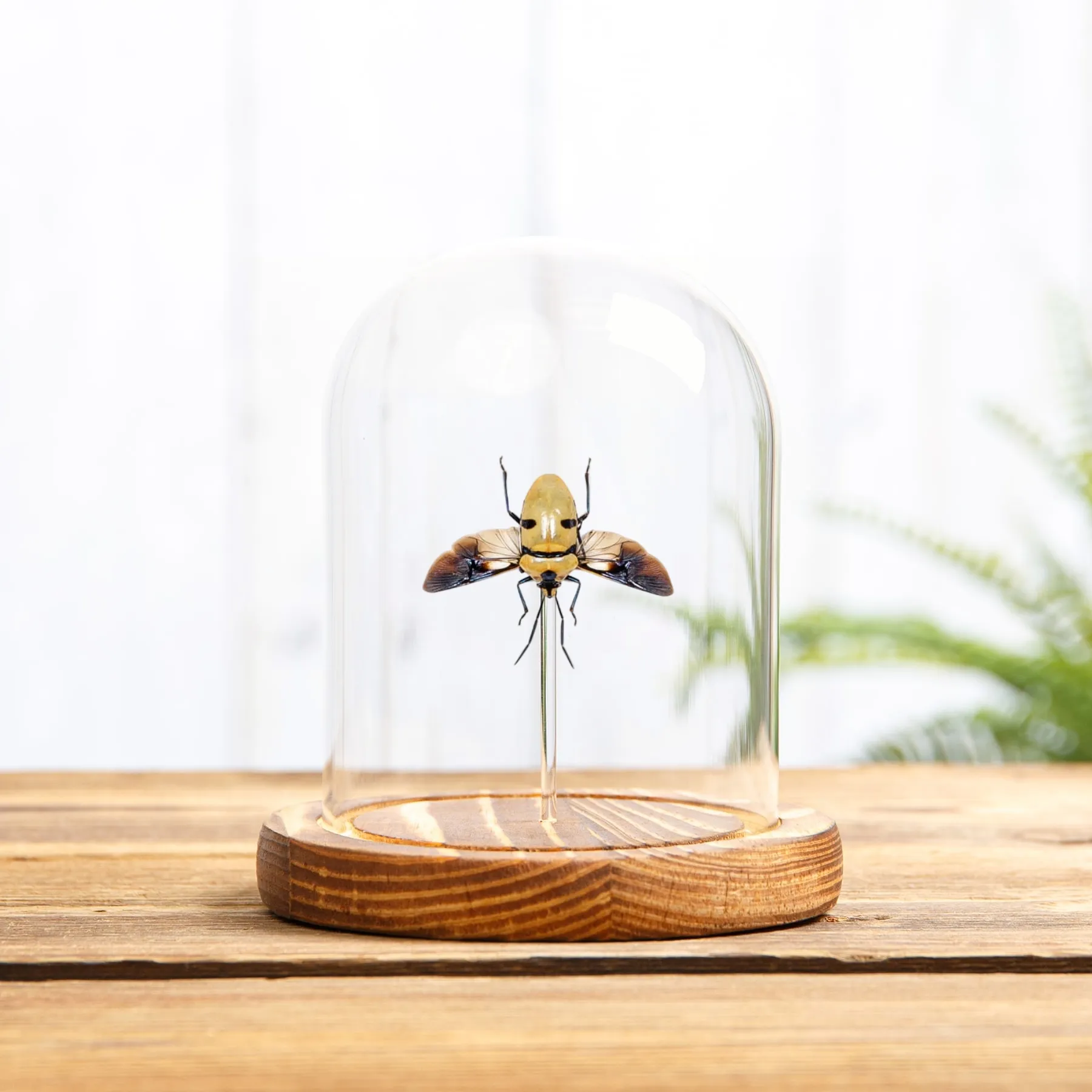 Death Head Bug with Wings Spread In Glass Dome (Eucorysses grandis) Minibeast Death Head Bug with Wings Spread In Glass Dome (Eucorysses grandis)