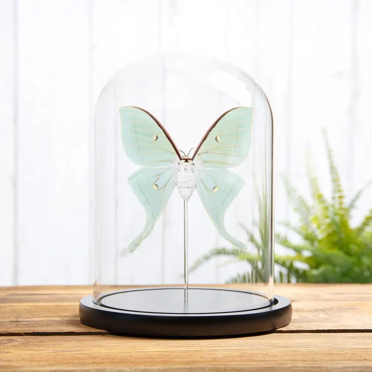 Chinese Moon Moth In Glass Dome (Actias ningpoana)