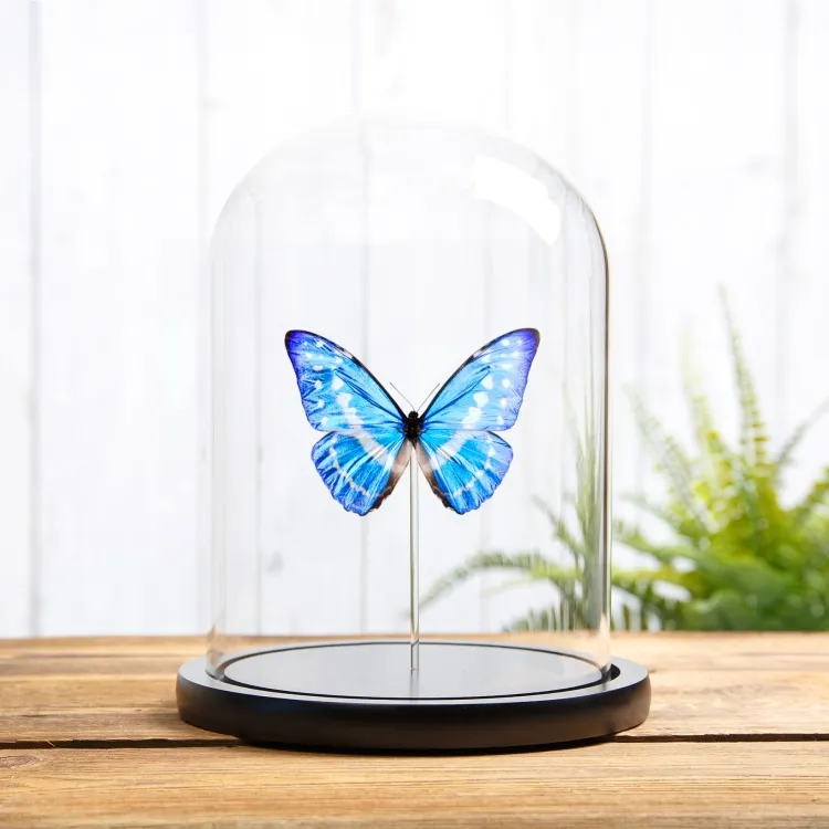 Cypris Morpho Butterfly In Glass Dome (Morpho cypris)