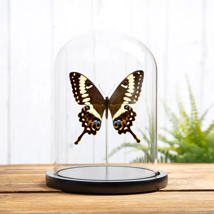 Emperor Swallowtail In Glass Dome (Papilio ophidicephalus)