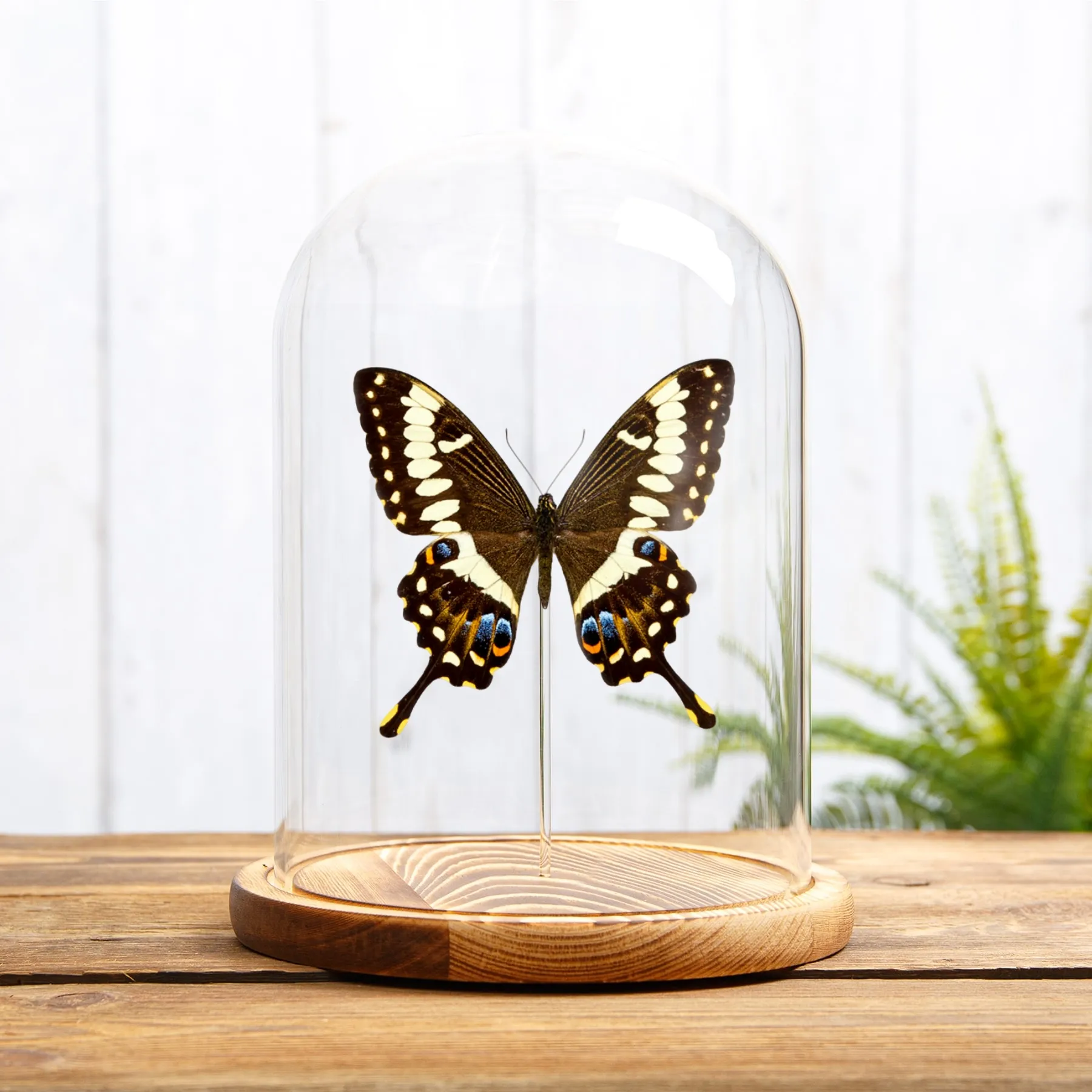 Emperor Swallowtail In Glass Dome (Papilio ophidicephalus) Minibeast Emperor Swallowtail In Glass Dome (Papilio ophidicephalus)
