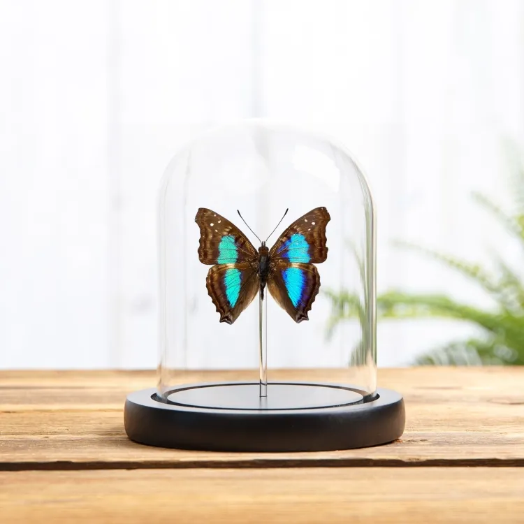 Empereur Turquoise sous cloche en verre (Doxocopa cherubina)