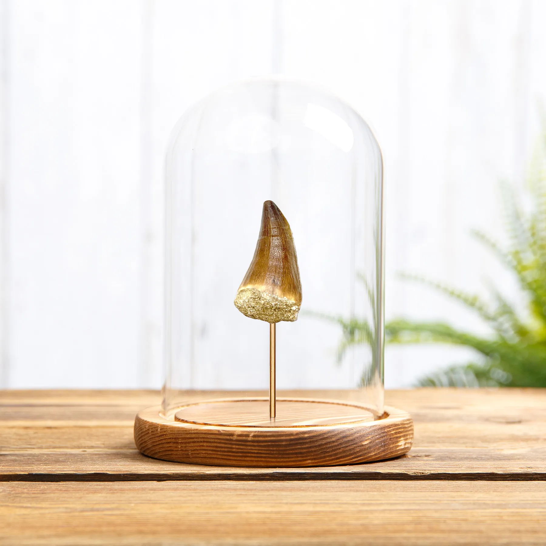 Minibeast Large Mosasaur Dinosaur Tooth Fossil In Glass Dome  (Mosasauridae sp)
