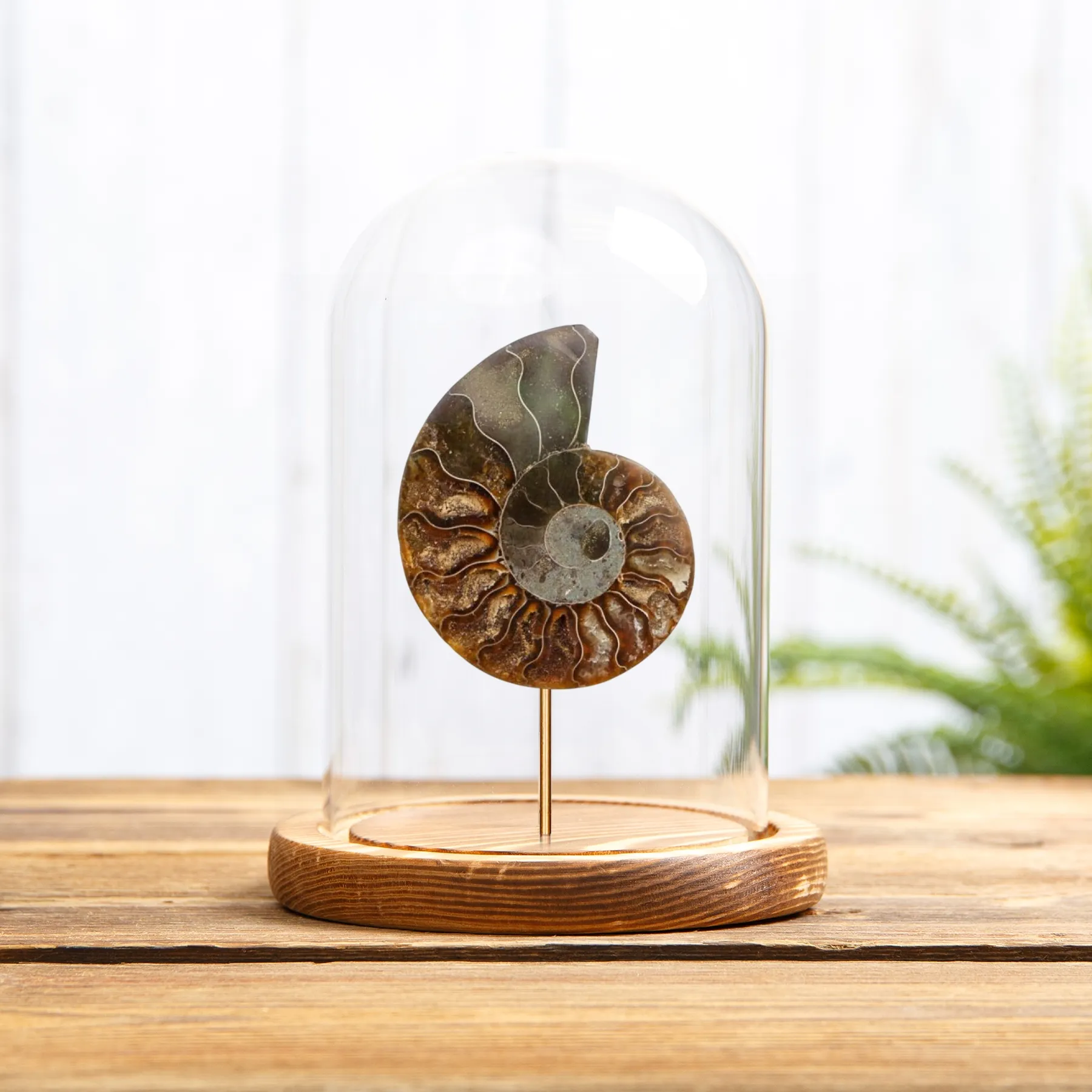 Minibeast Cut & Polished Ammonite Fossil In Glass Dome (Cleoniceras sp)