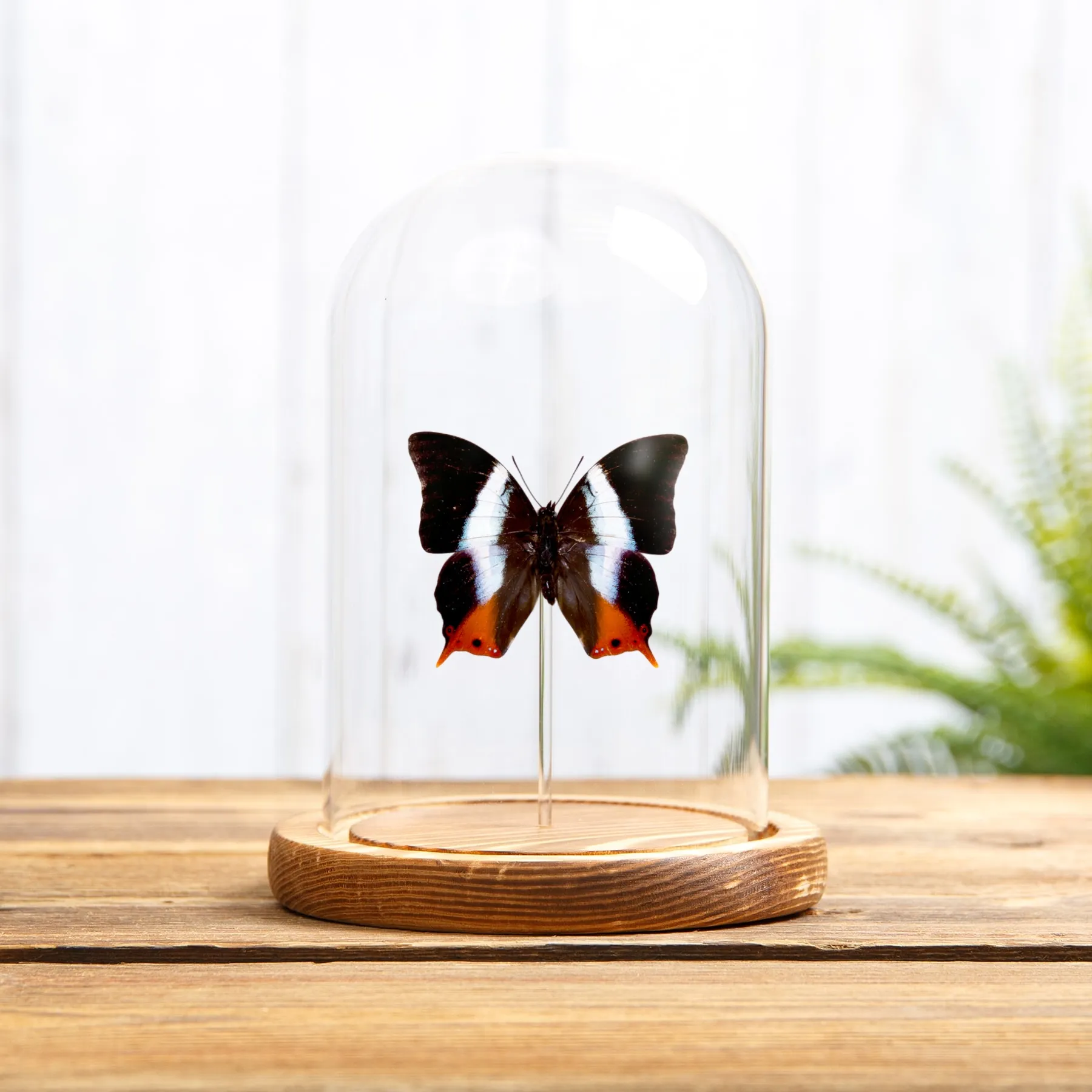 Minibeast Πεταλούδα Palla με Βιολετί Ράγες σε Γυάλινο Θόλο (Palla violinitens)