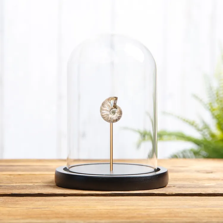 Whole Iridescent Ammonite Polished Fossil In Glass Dome (Cleoniceras sp)