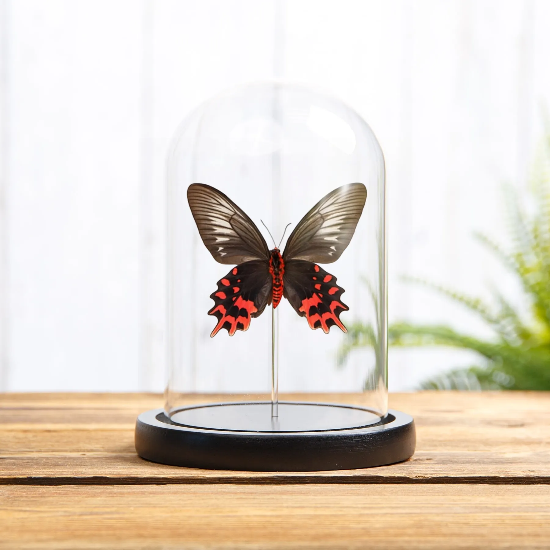 Minibeast Farfalla Ballerina Nera Femmina Lato Ventral in Campana di Vetro (Atrophaneura semperi)