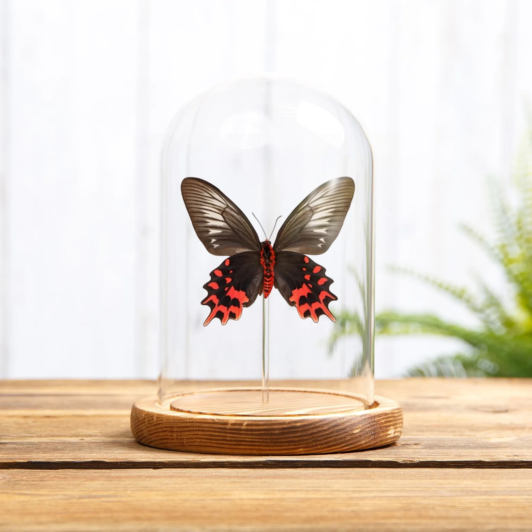 Minibeast Farfalla Ballerina Nera Femmina Lato Ventral in Campana di Vetro (Atrophaneura semperi)