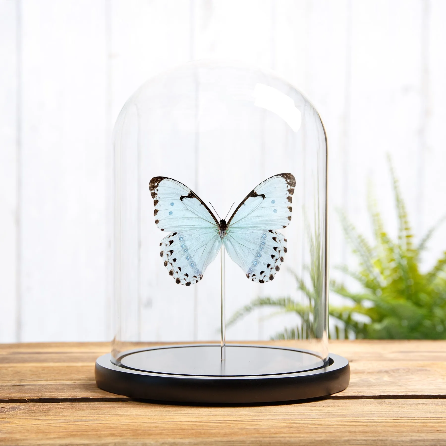 Minibeast Epistrophus Morpho σε Γυάλινο Θόλο (Morpho epistrophus)