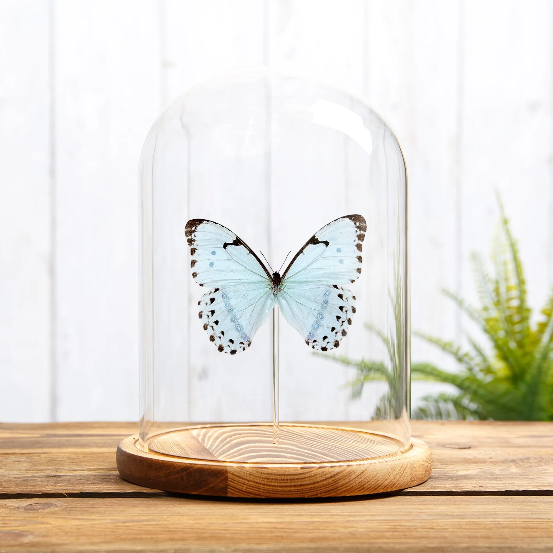 Minibeast Epistrophus Morpho σε Γυάλινο Θόλο (Morpho epistrophus)