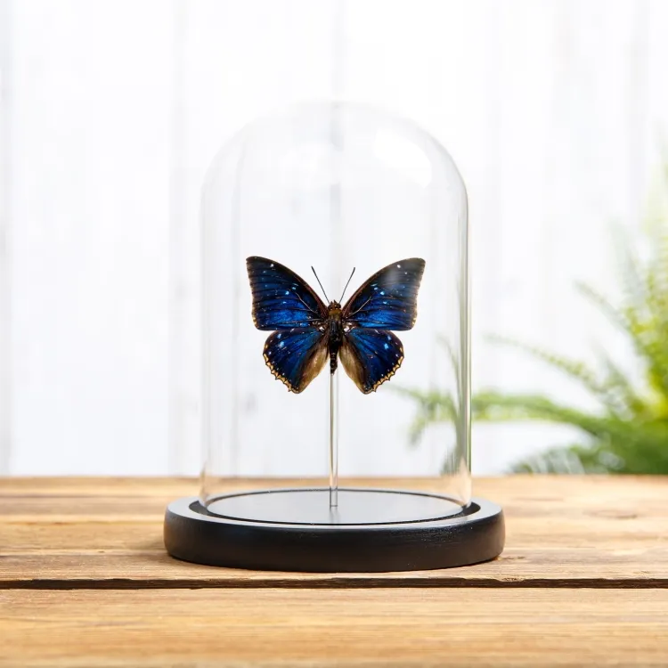 Two-spot Blue Charaxes Butterfly In Glass Dome (Charaxes bipunctatus)