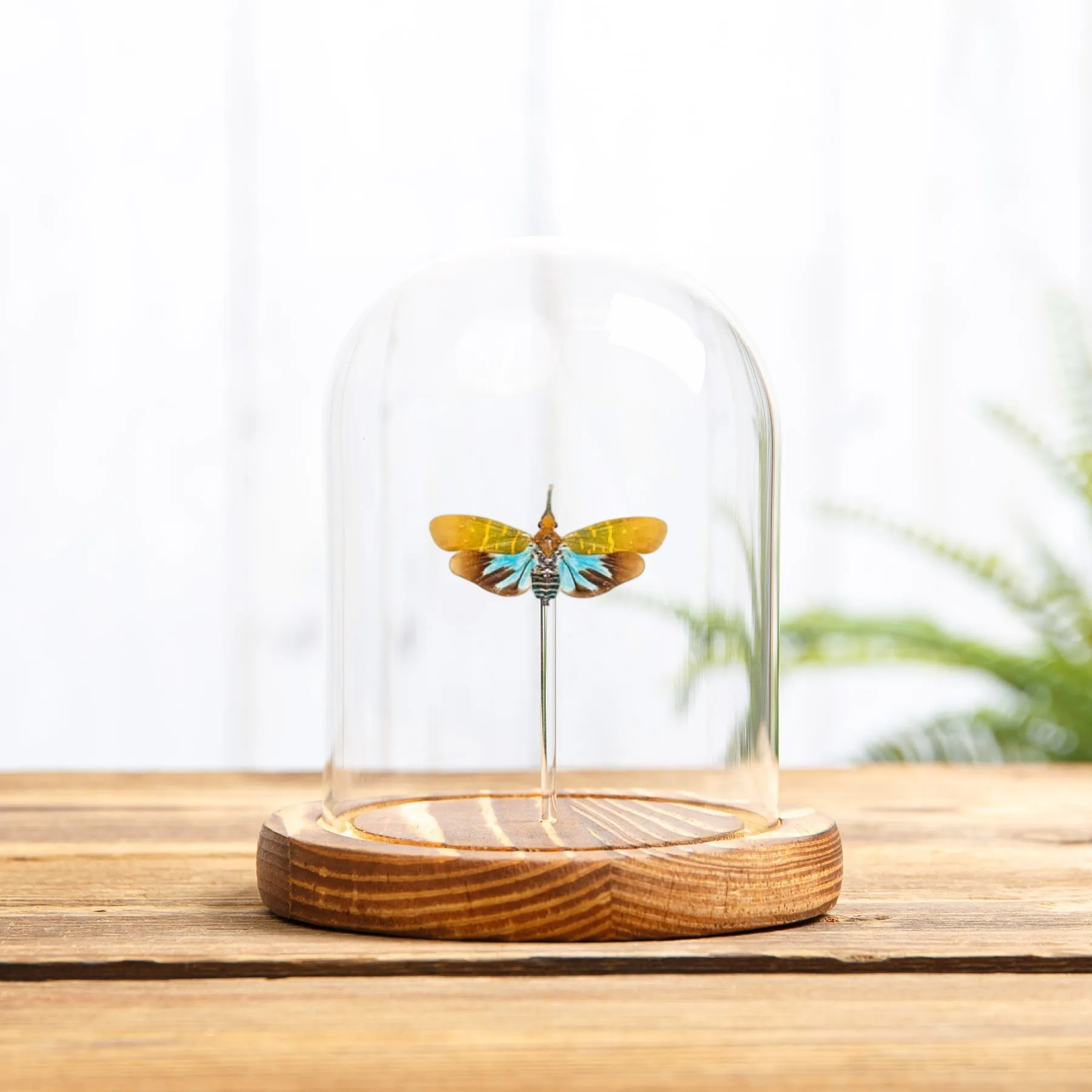Minibeast Mosca Linterna en campana de vidrio (Saiva transversolineata)