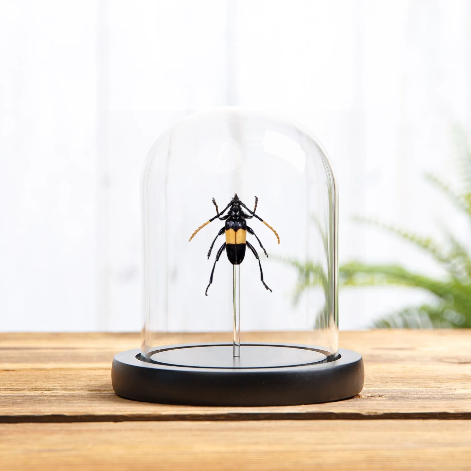 Minibeast Barrenador del Tallo de Mimusop en campana de vidrio (Pachyteria dimidiata)