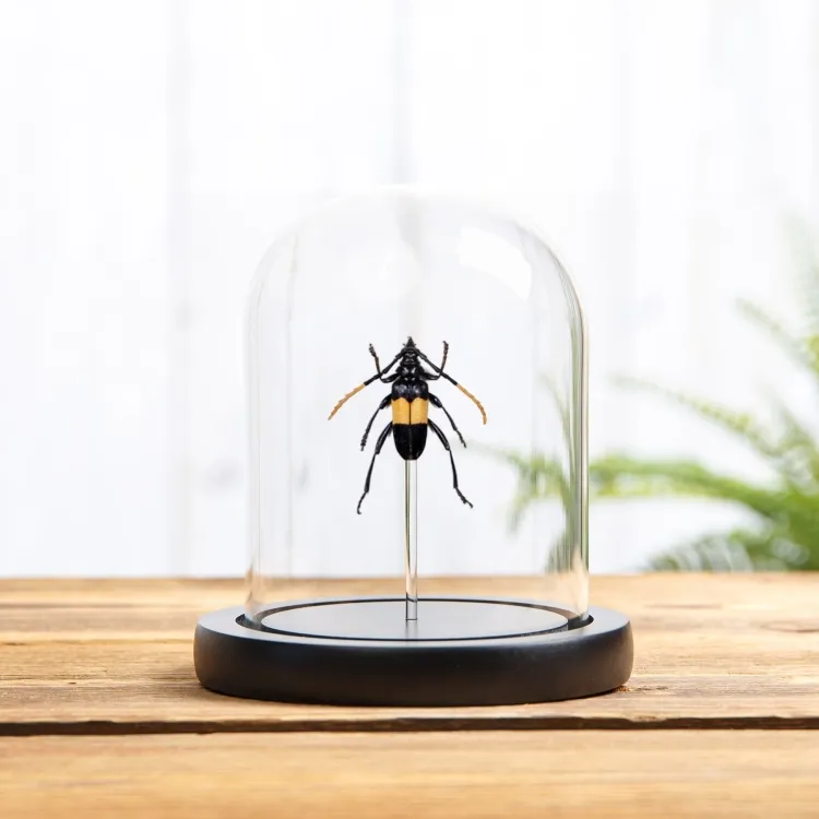 Mimusop Stem Borer In Glass Dome (Pachyteria dimidiata)