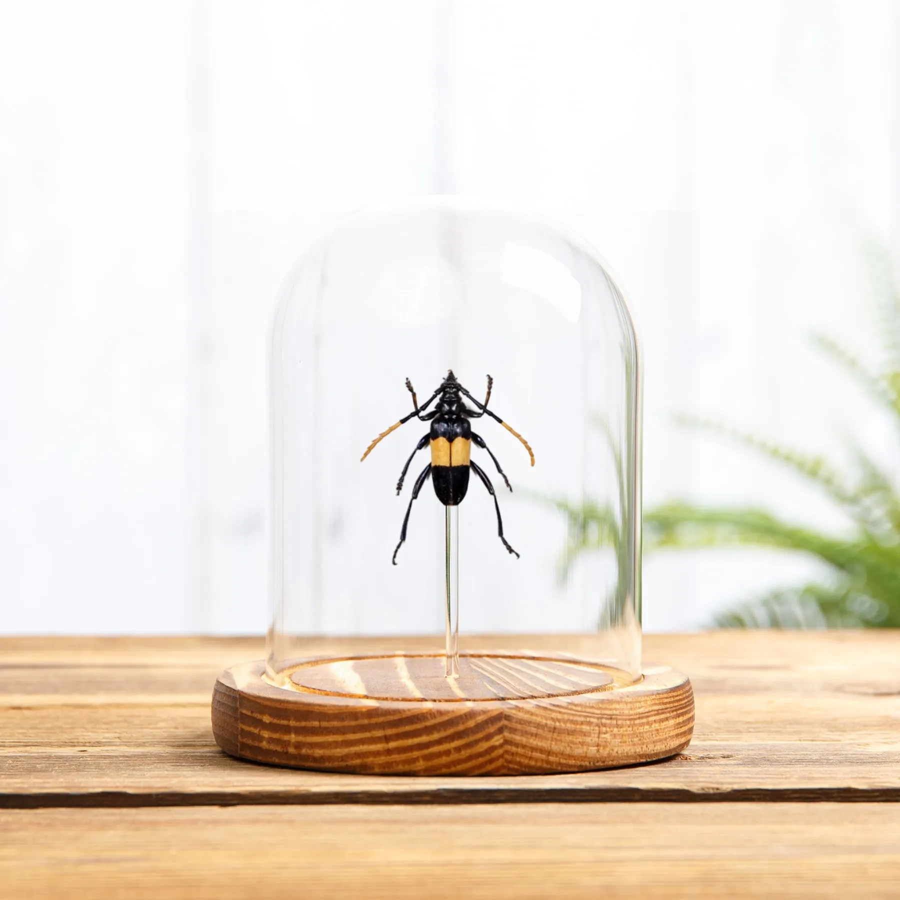 Minibeast Barrenador del Tallo de Mimusop en campana de vidrio (Pachyteria dimidiata)