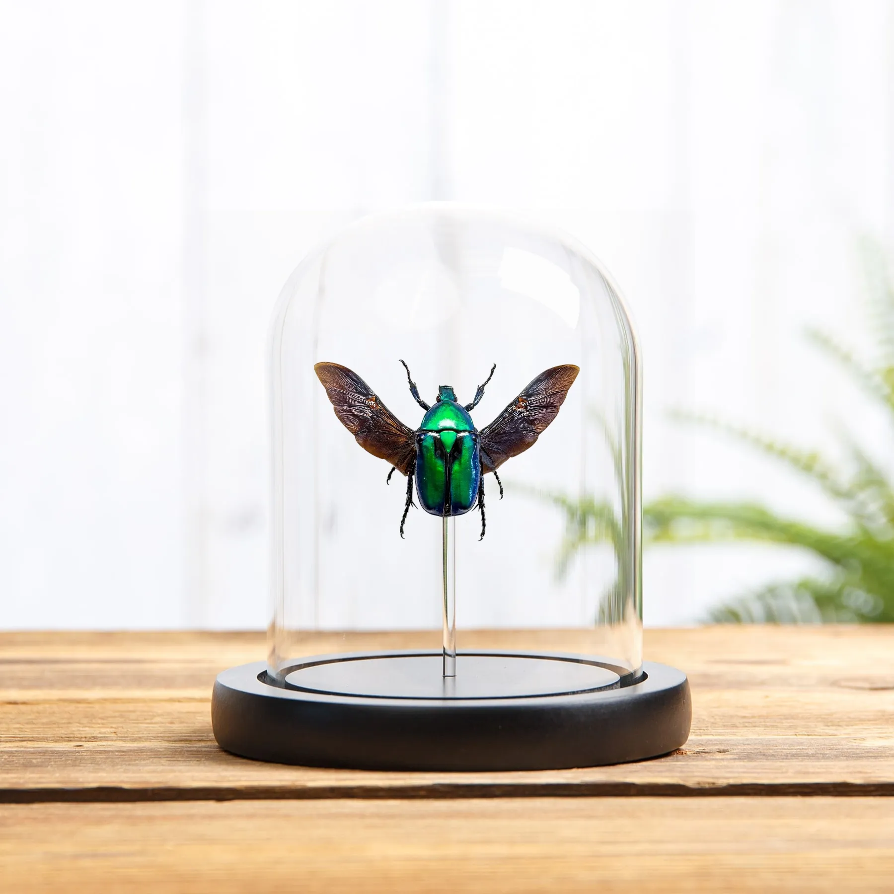Minibeast Πράσινος Σκαραβαίος σε Γυάλινο Θόλο (Rhomborhina chatanayi)