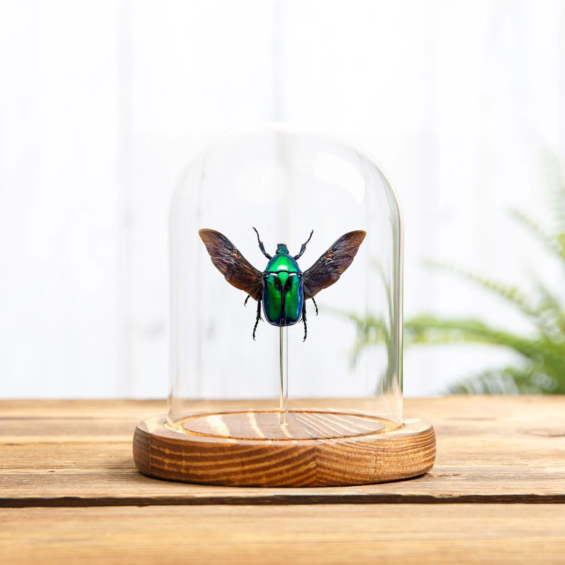 Minibeast Πράσινος Σκαραβαίος σε Γυάλινο Θόλο (Rhomborhina chatanayi)