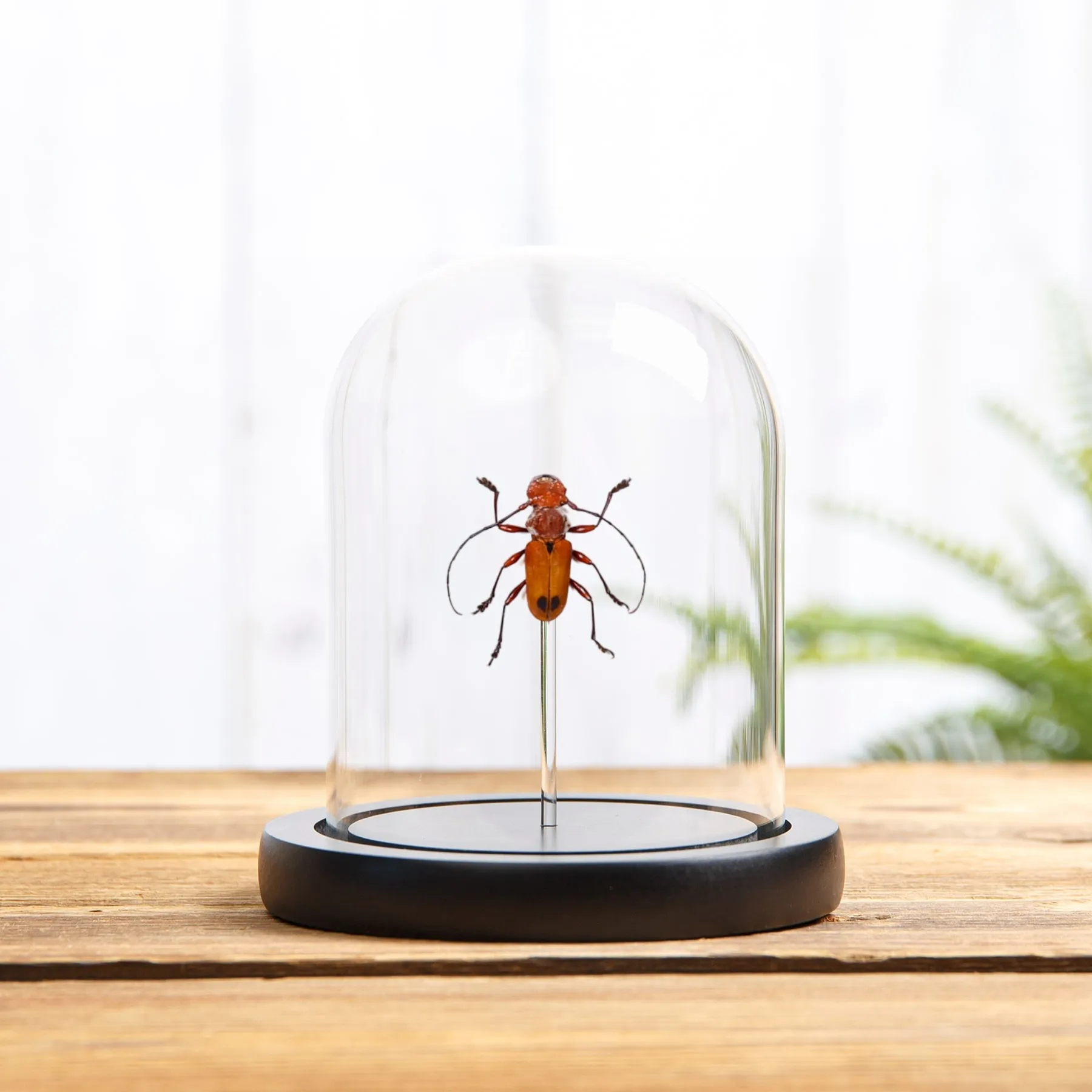 Minibeast Oranje Langhoornkever in Glazen Stolp (Euryphagus lundi)