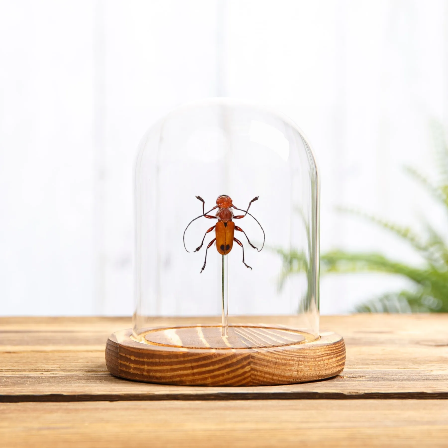 Minibeast Oranje Langhoornkever in Glazen Stolp (Euryphagus lundi)