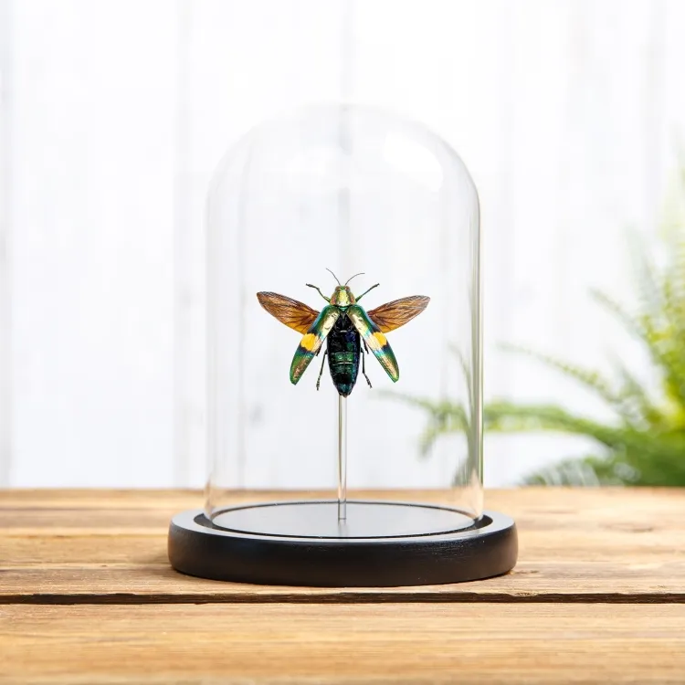 Metaalglanzende houtborende kever in glazen stolp (Chrysochroa saundersi)
