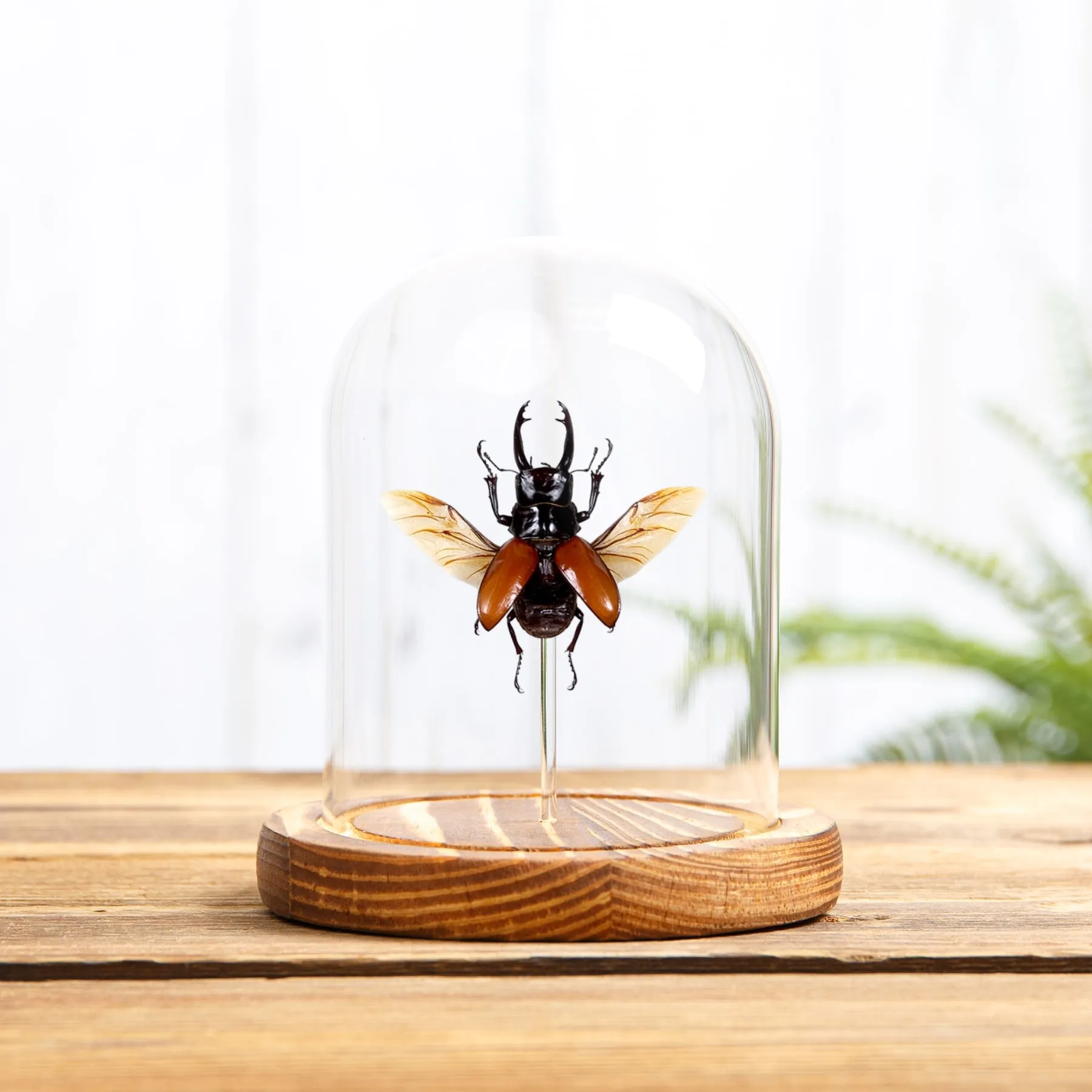 Stag Beetle In Glass Dome (Odontolabis sarasinorum) Minibeast Stag Beetle In Glass Dome (Odontolabis sarasinorum)