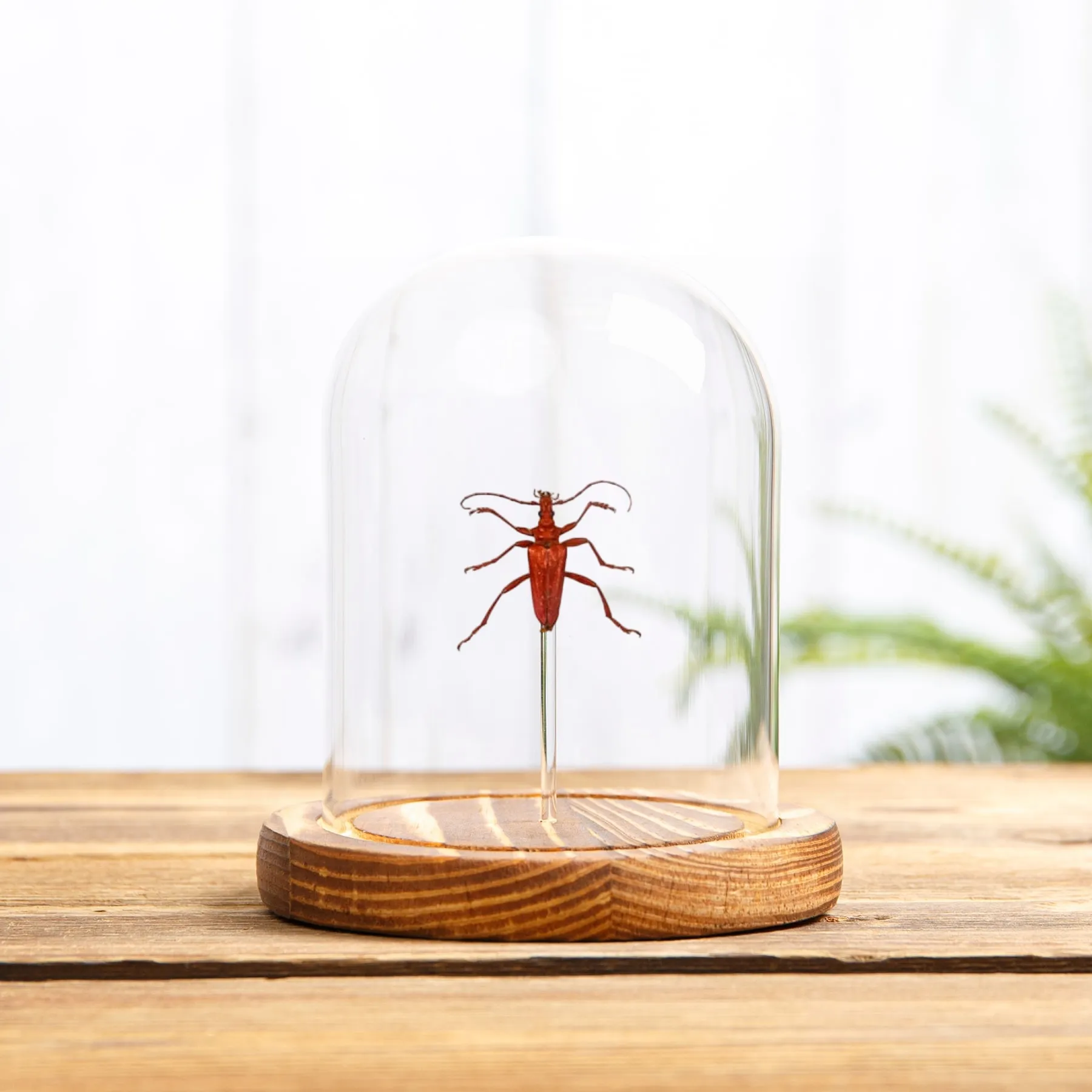 Minibeast Red Longhorn Beetle In Glass Dome (Mastododera coccinea)