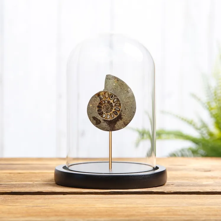 Cut & Polished Ammonite Fossil In Glass Dome (Cleoniceras sp)