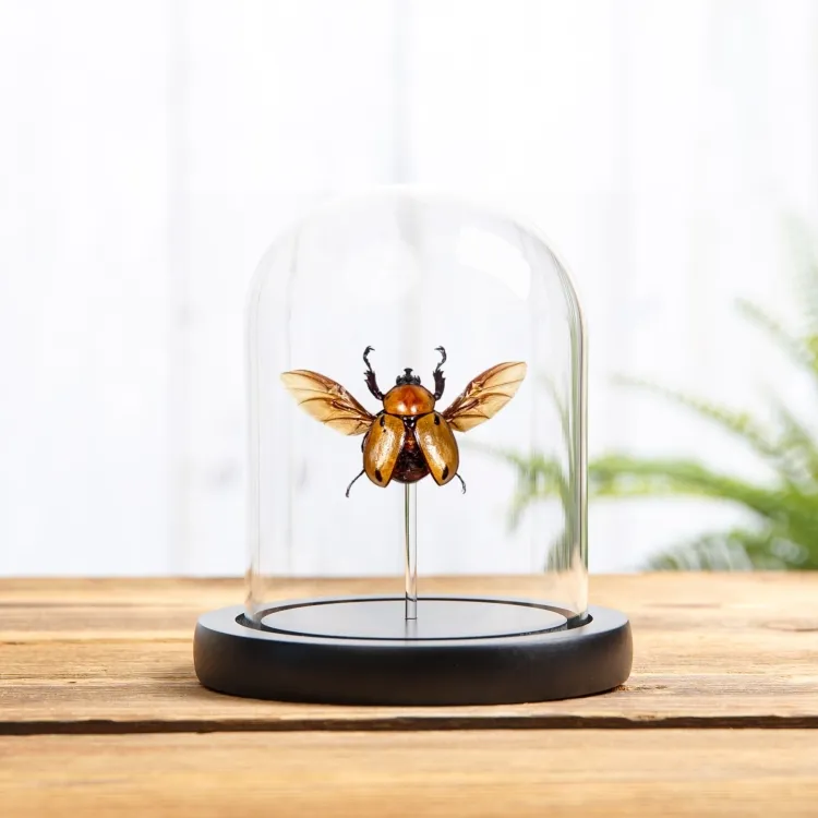 Glossy Horn Beetle In Glass Dome (Brachysiderus quadrimaculatus)