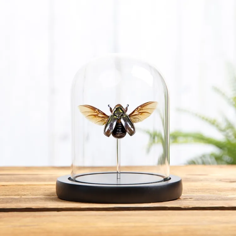 Silver Scarab Beetle In Glass Dome (Chrysina chrysargirea)