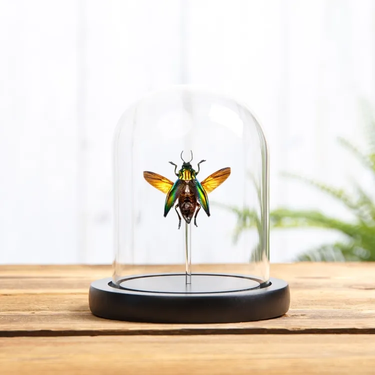 Jewel Beetle In Glass Dome (Cyphogastra calepyga)