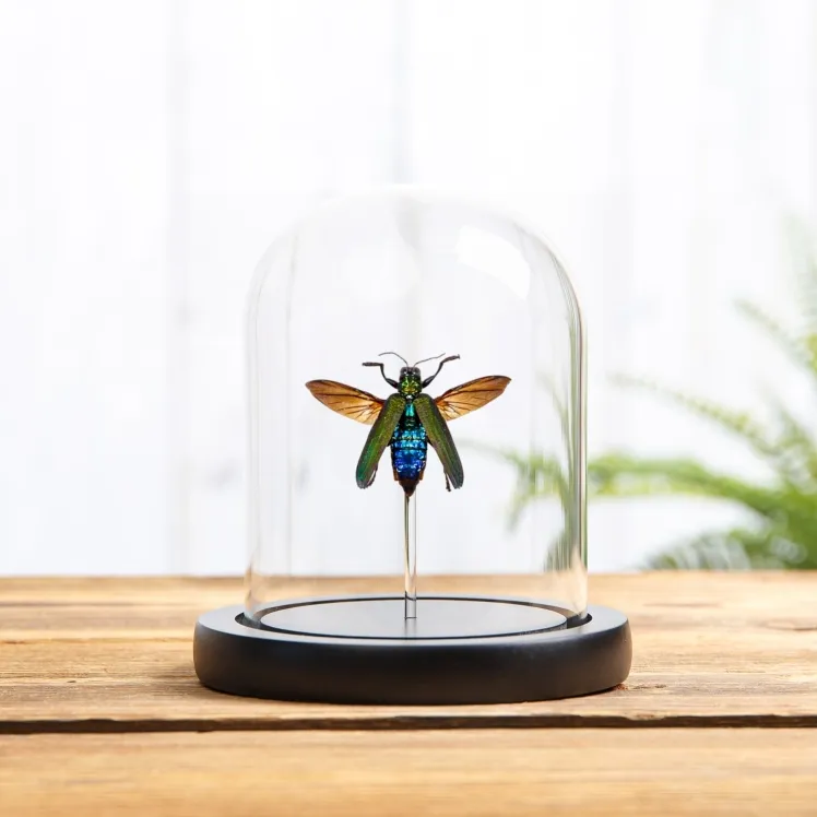 Jewel Beetle In Glass Dome (Demochroa detani)