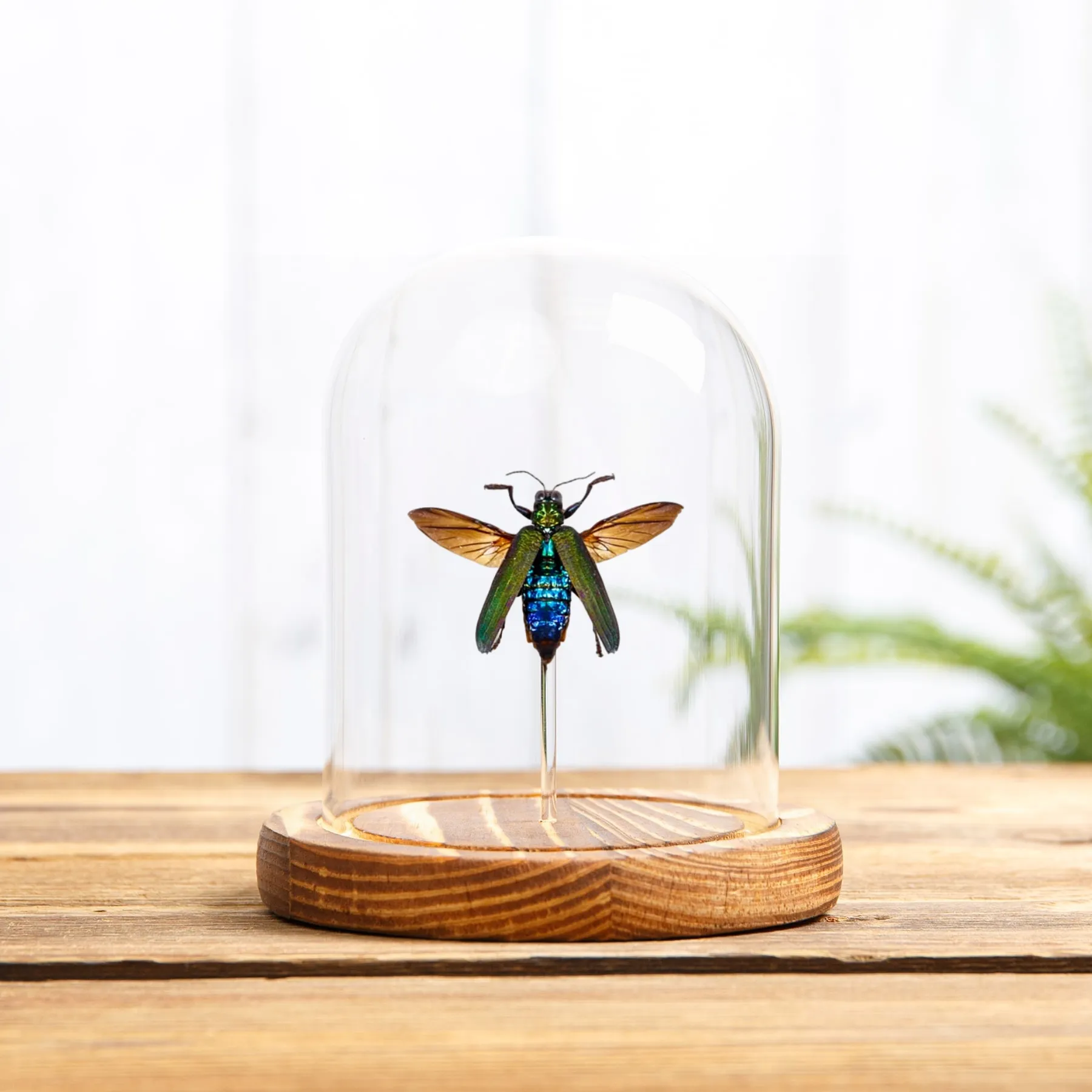 Minibeast Juwelenkäfer in einer Glasglocke (Demochroa detani)