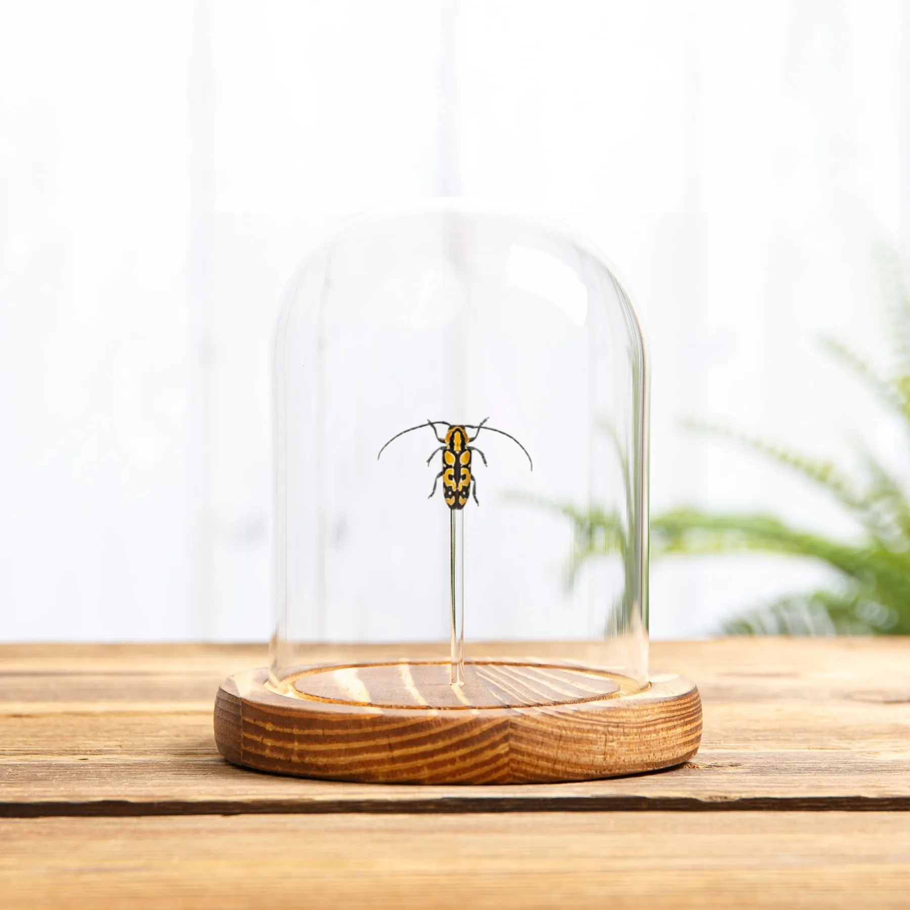 Minibeast Coléoptère longicorne foreur de pousses sous cloche en verre (Tragocephala variegata)