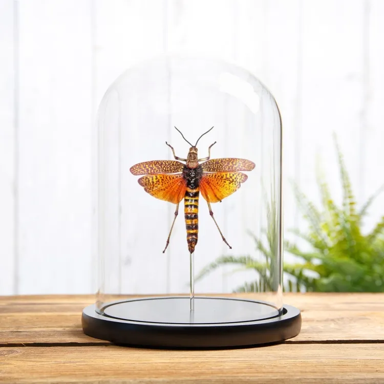 East African Bush Locust In Glass Dome (Phymateus aegrotus)