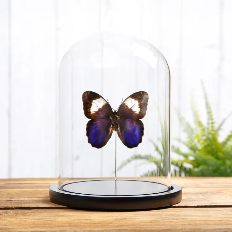 White Banded Owl Butterfly In Glass Dome (Caligo martia)