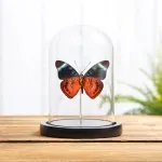 Minibeast Queen Flasher Ventral Side In Glass Dome (Panacea regina)