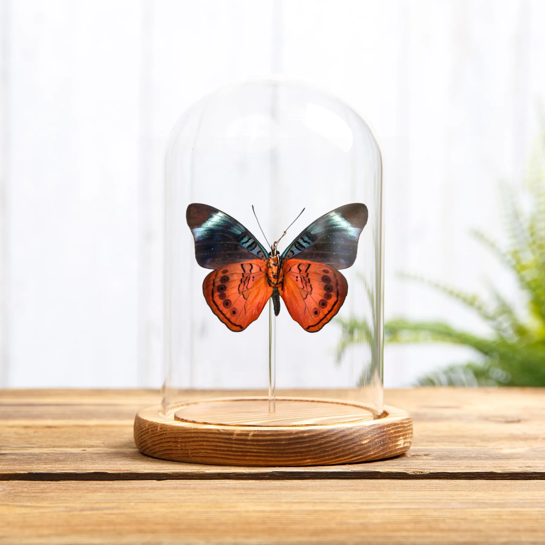 Queen Flasher Ventral Side In Glass Dome (Panacea regina)