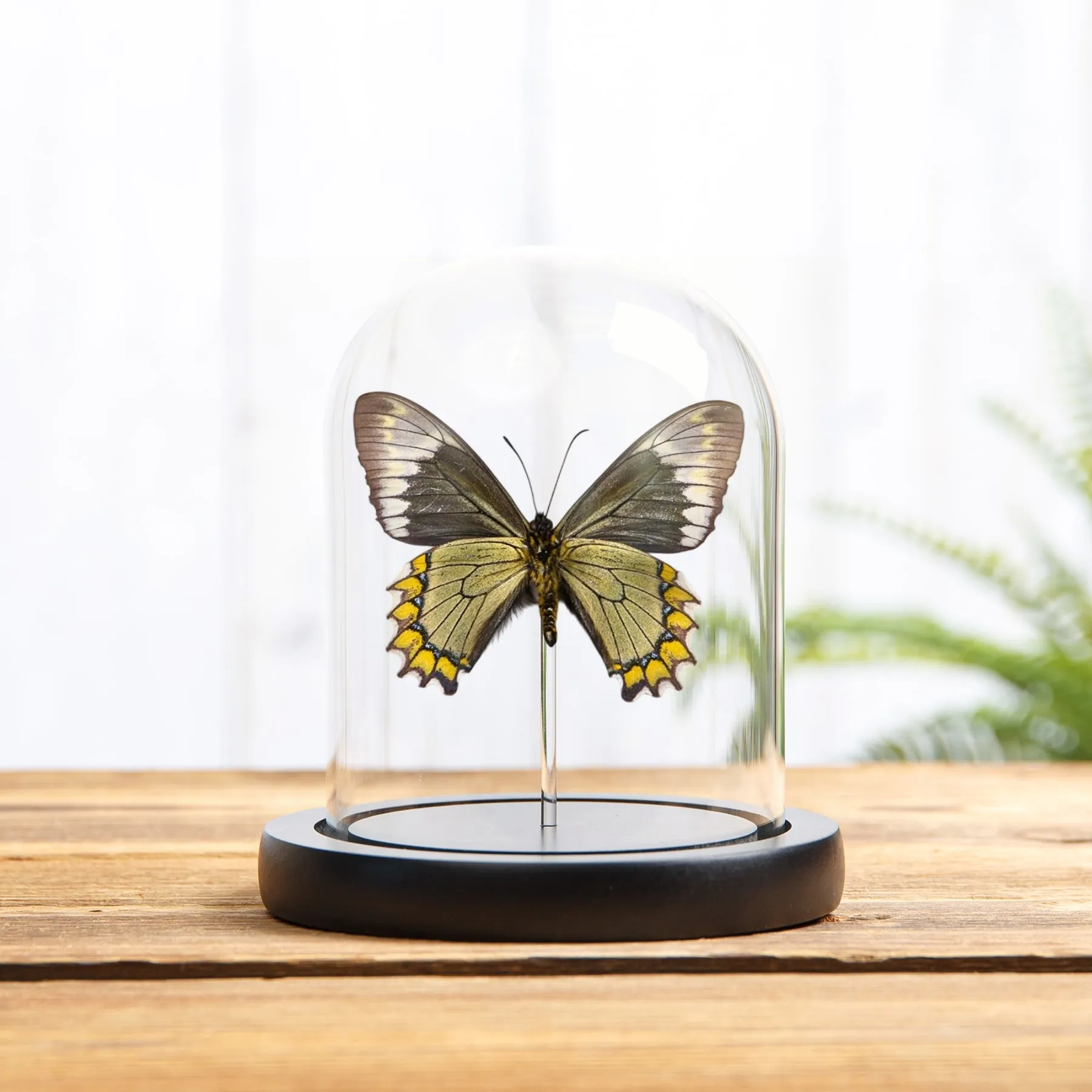 Minibeast Papillon Queue D'Hirondelle Madyes sous cloche en verre (Battus madyes)